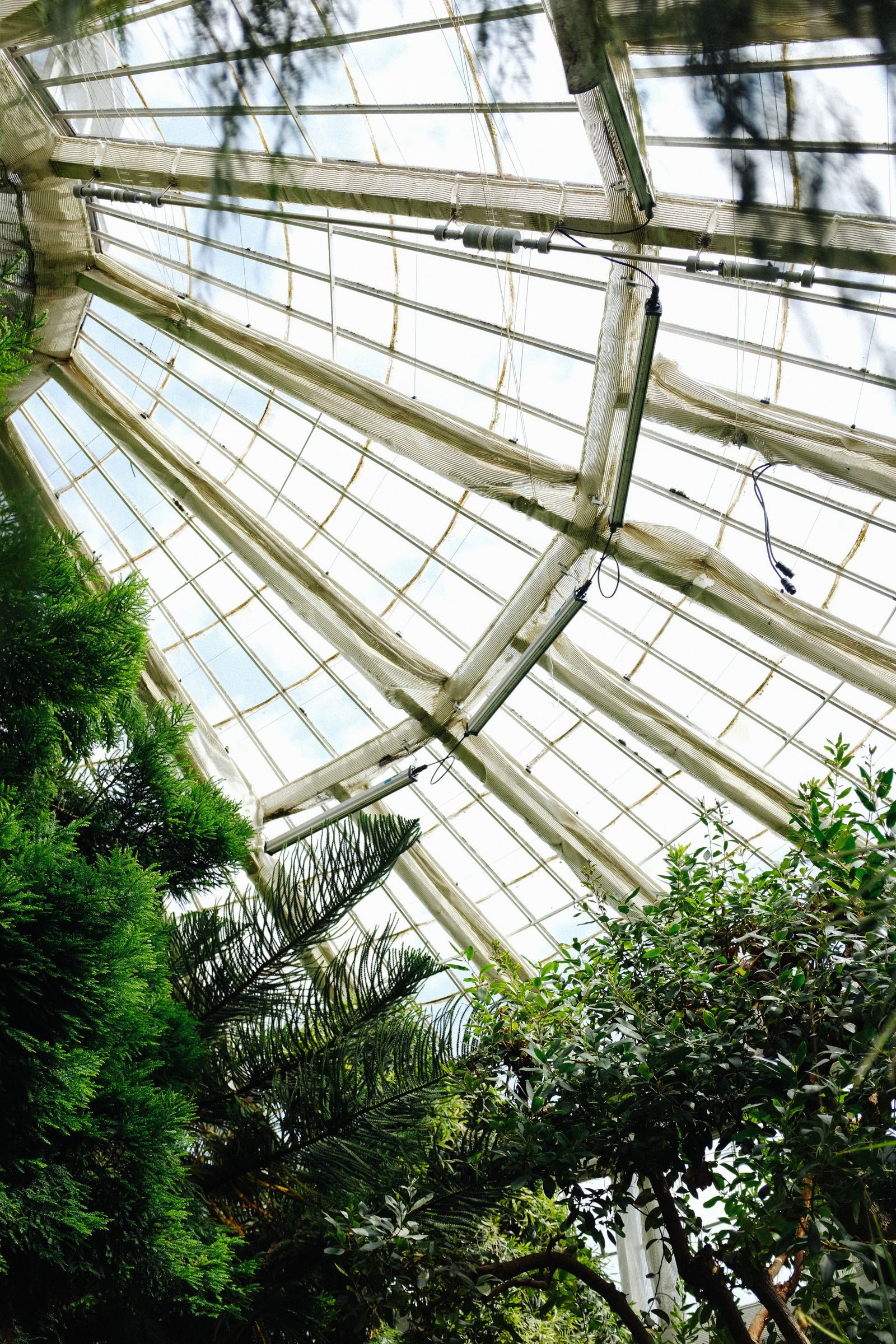 A clean glass conservatory roof seen from below against the trees